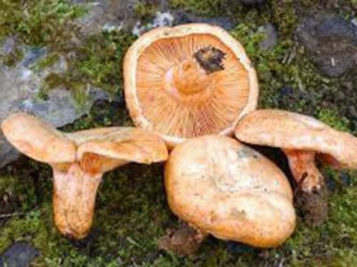 Coto micológico en el Maestrazgo