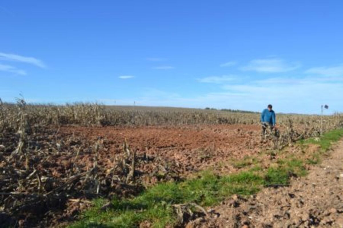 CAMPO MAÍZ