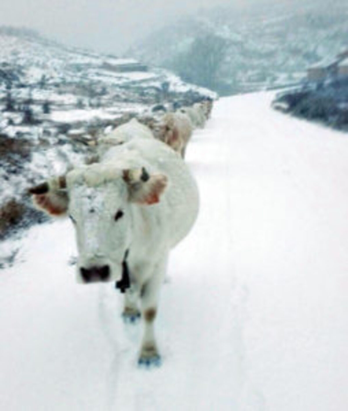 alerta-intensa-nevada-maestrazgo-bajo-aragon-vacas