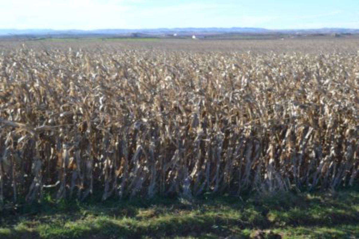 CAMPO MAIZ