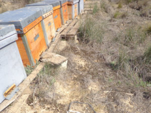 alertan-muerte-ovejas-sulfatos-caspe2