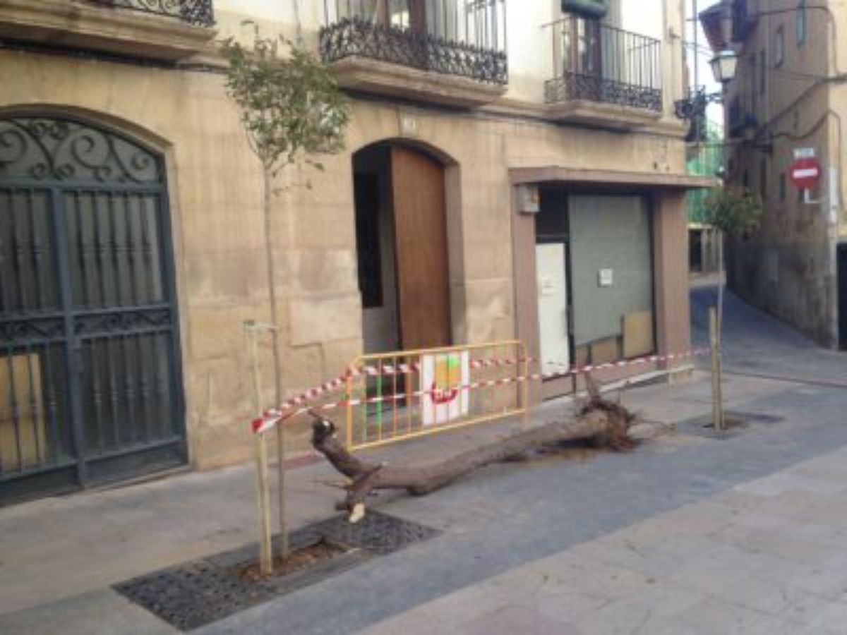 arboles alcaniz