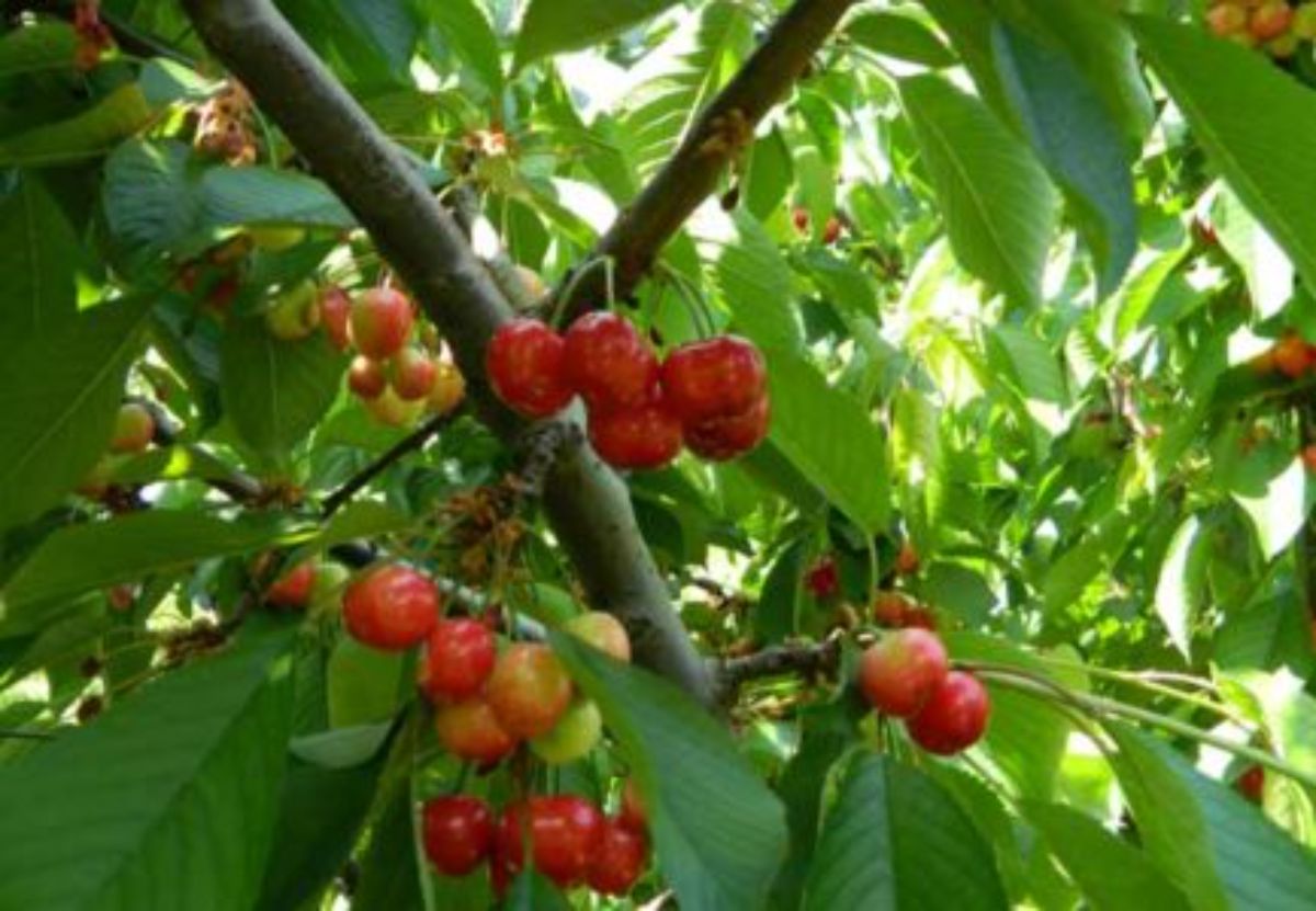 fruta heladas