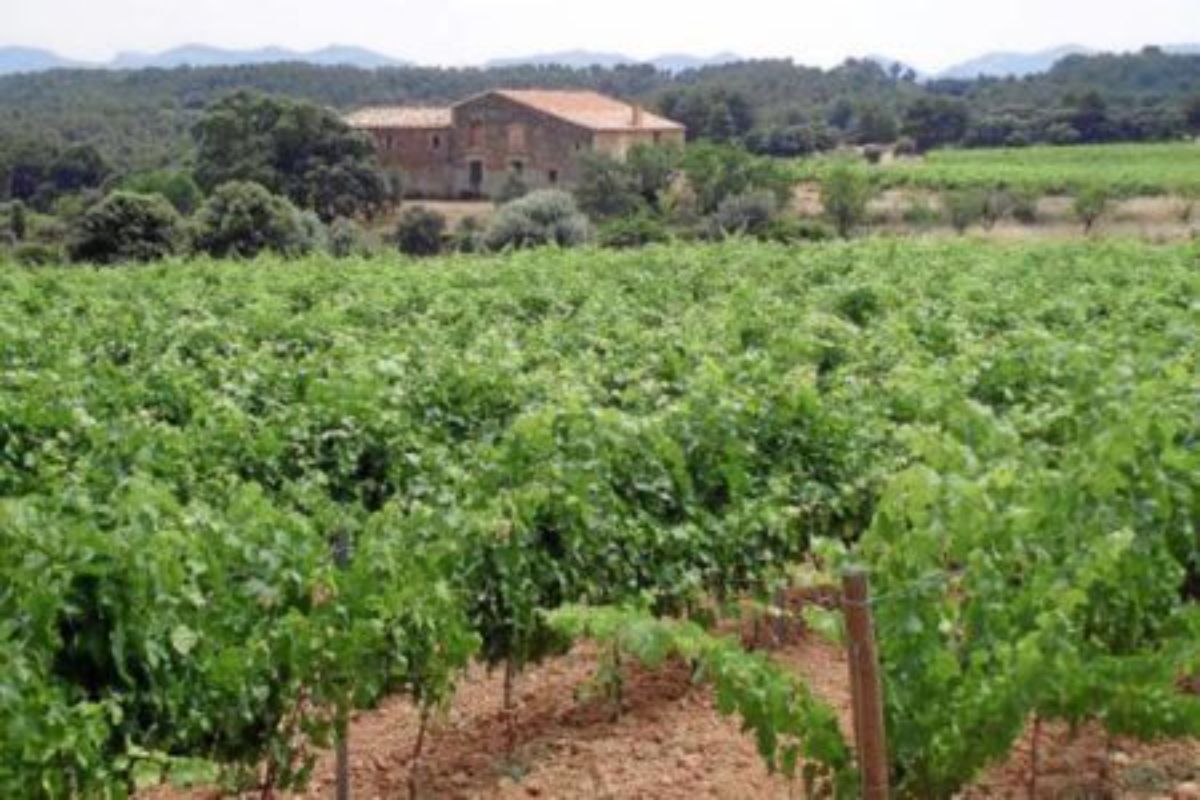 Viñedo de Amprius Lagar.