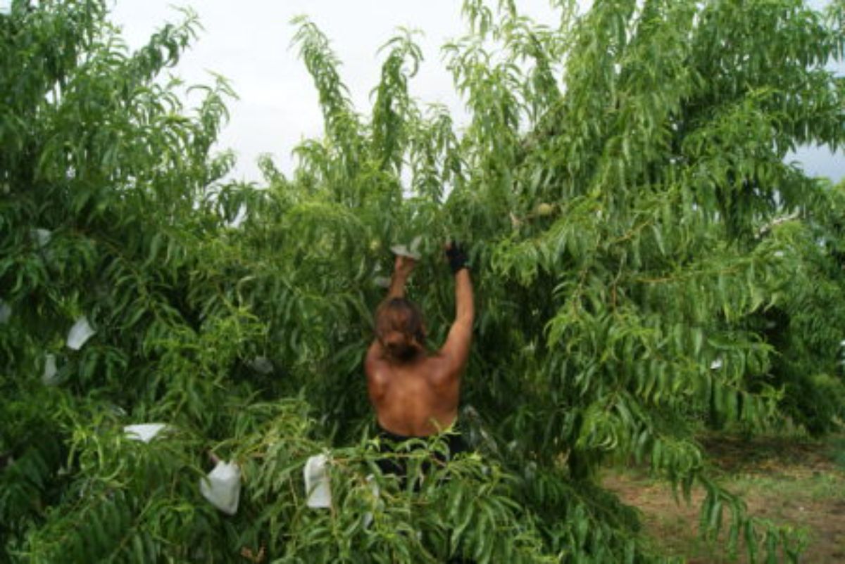 urgen-medidas-solucionar-crisis-precios-fruta-de-hueso