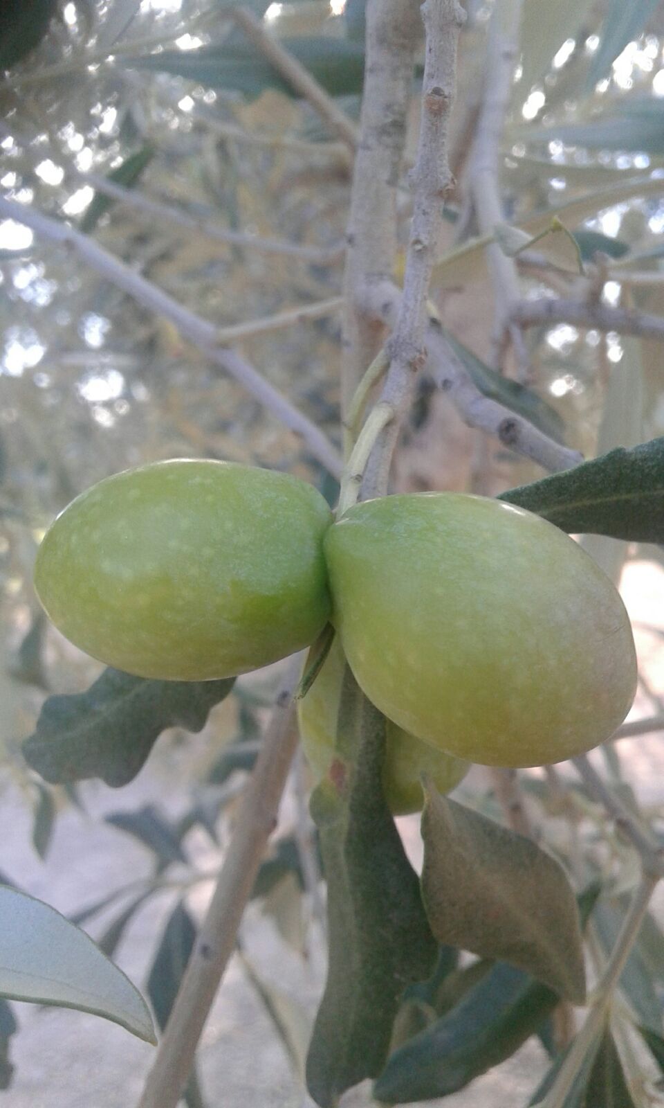 La Comarca