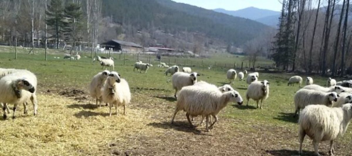 ovejas ganaderia ovino aumento dos millons