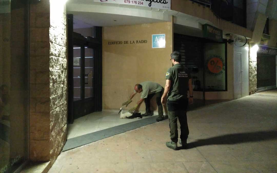 alcaniz-ciguena-agentes