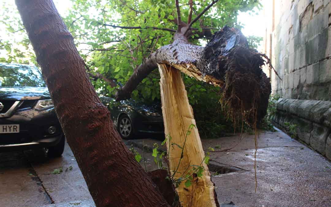arbol-caido-alcaniz