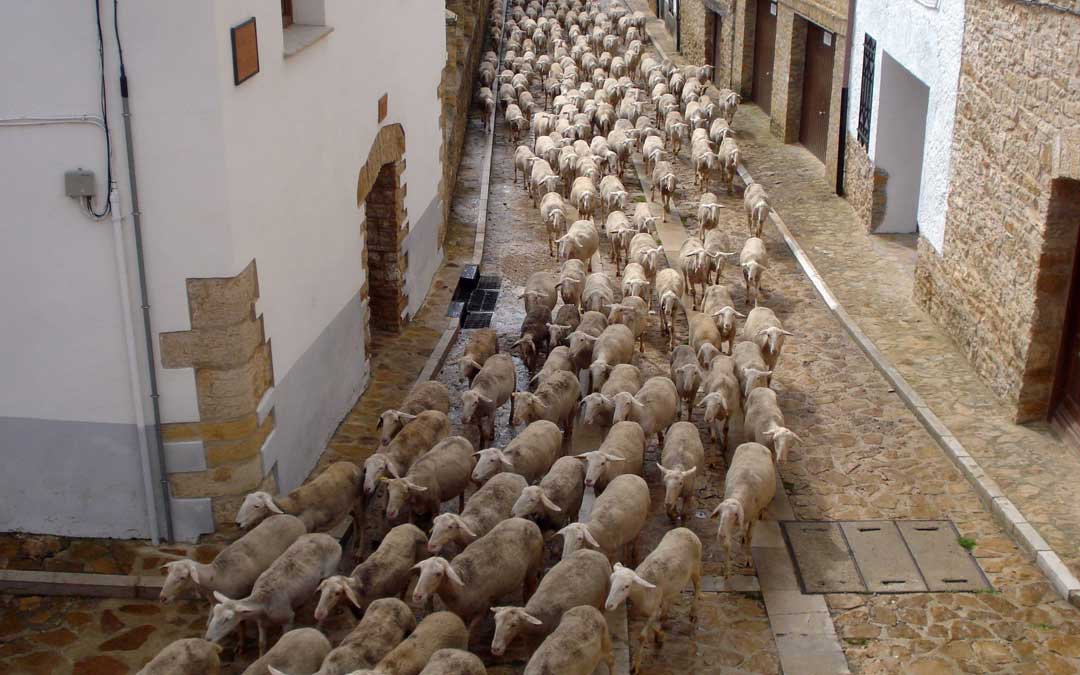 trashumancia ovejas iglesuela