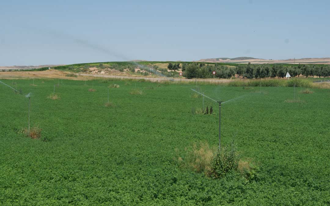 Imagen de archivo: Campos de regadío en Calanda.