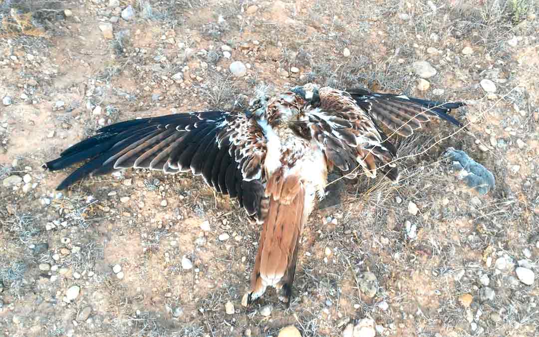 milano-pajaro-disparo