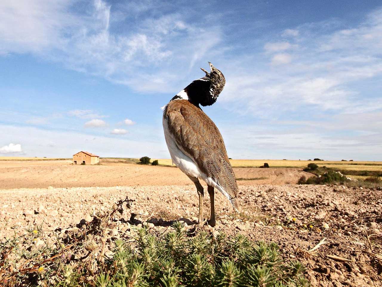 Entre los animales más antiguos del planeta