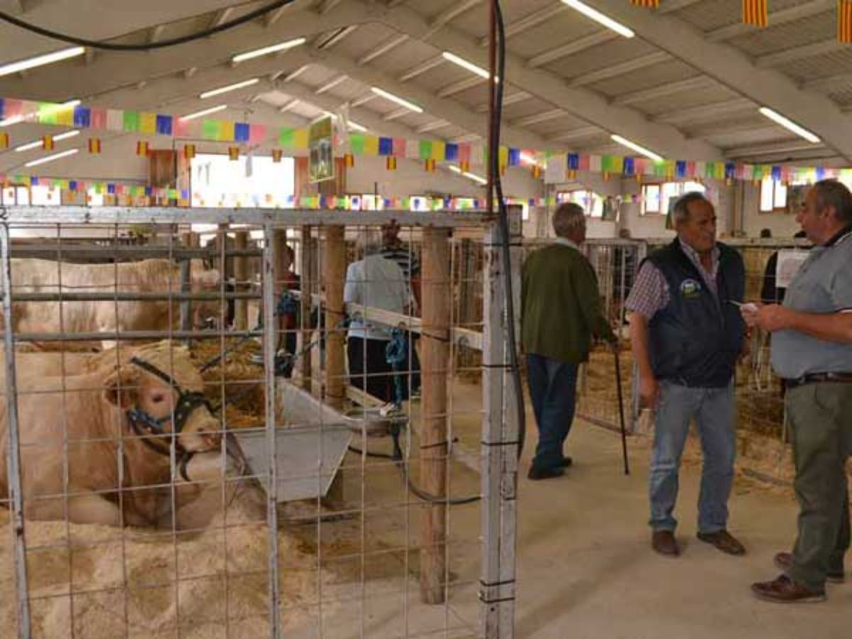 cantavieja-feria