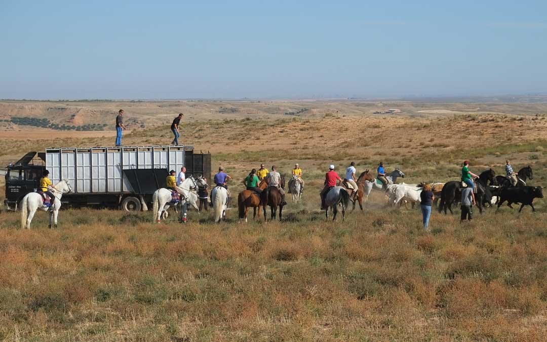 trashumancia-camion