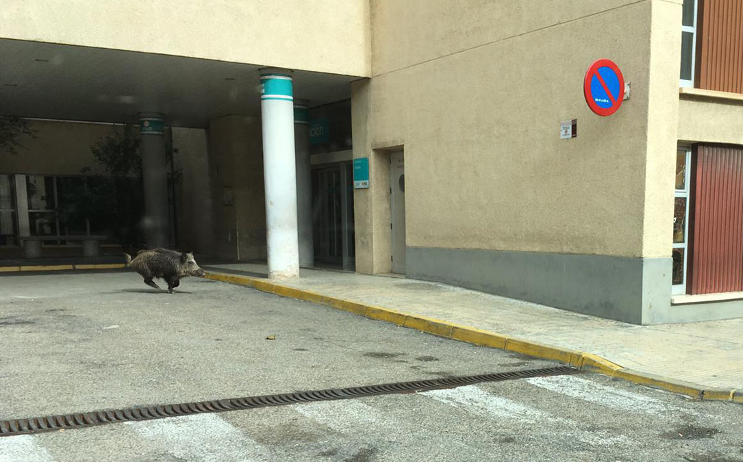 imagen del jabalí en la puerta del hospital.