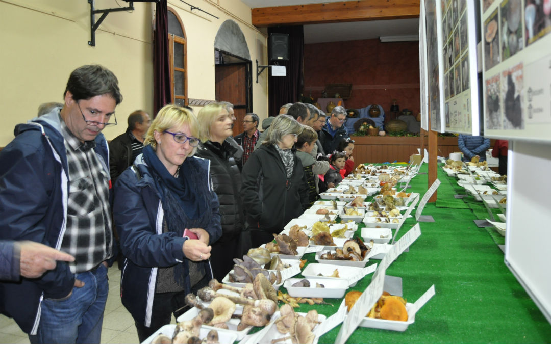 La exposición de setas es uno de los puntos de mayor interés