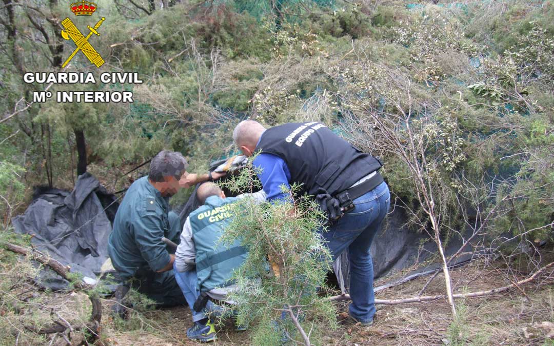 Las plantas se encontraban en un lugar de difícil acceso