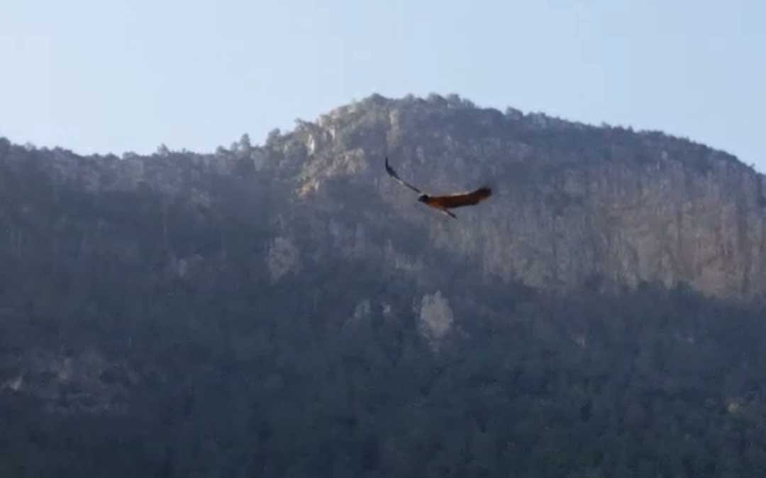 El quebrantahuesos tan solo fue visto unos segundos y pudo ser fotografiado desde la lejanía