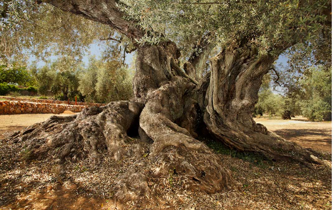 Los olivos milenarios son uno de los emblemas de la Taula del Sénia
