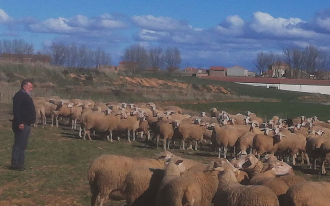 Herminio Sancho con sus ovejas en Mezquita. Foto: PSOE