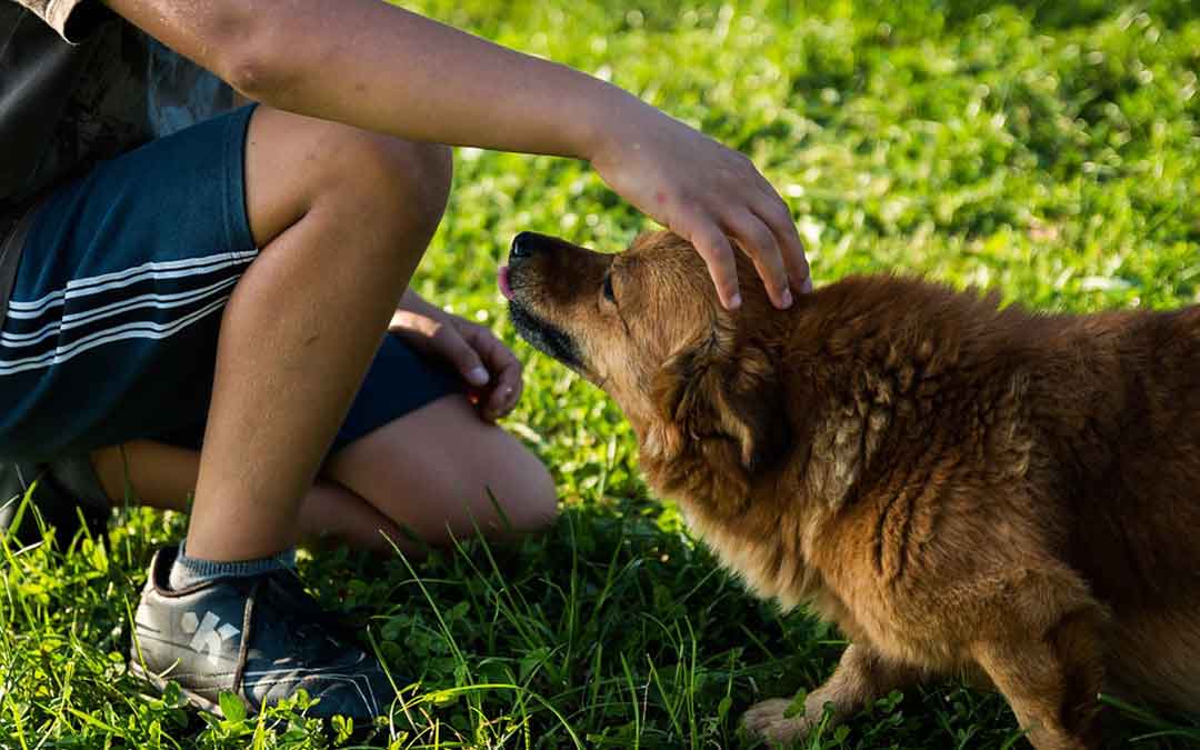 El primer paso para que esta práctica no queden indemne es crear un censo municipal en el que deberán inscribirse todos los animales de compañía de la ciudad