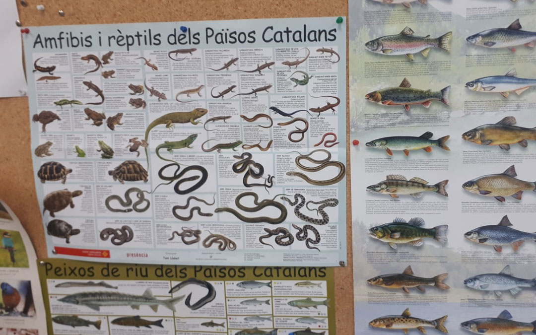 paisos catalans cartel