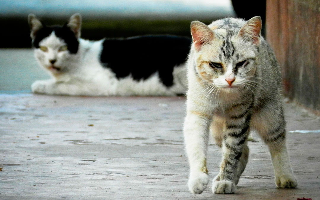 gato callejero