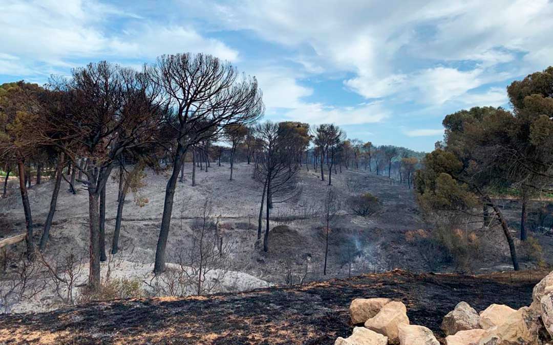 Resultado del incendio en unos pinares de Maella causado por una barbacoa.
