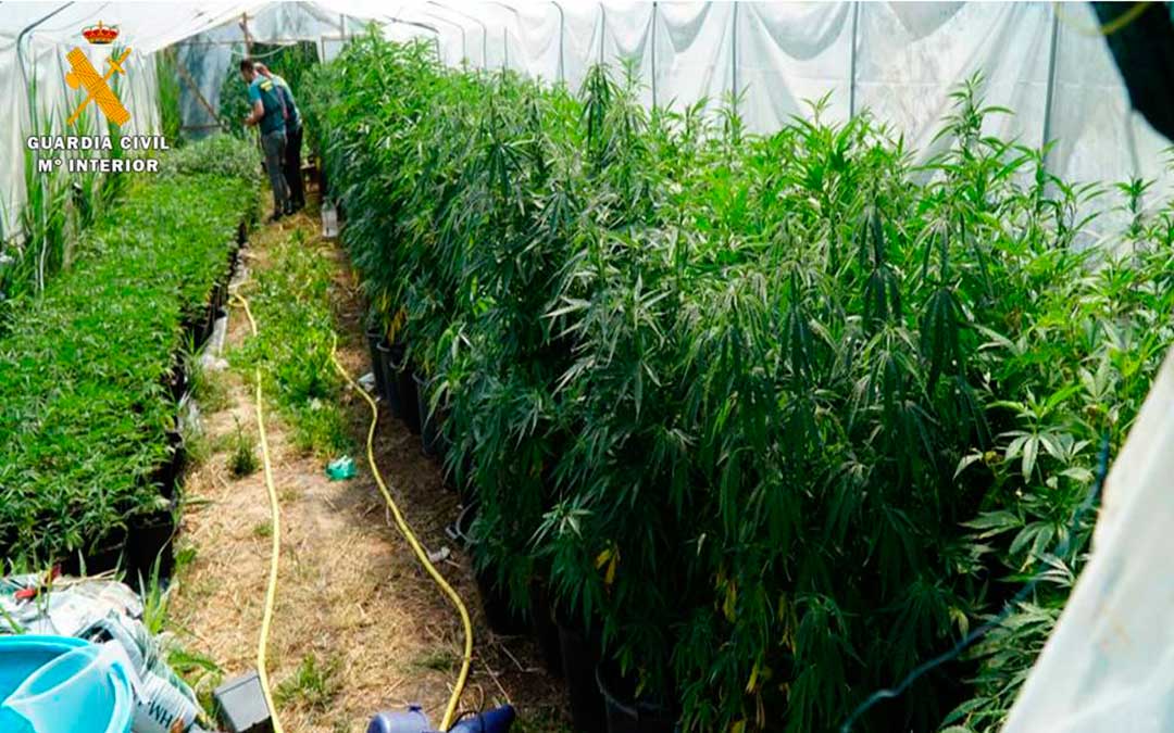Las plantas, en diferentes estados de crecimiento, se hallaban en invernaderos tanto en la parcela como en el interior de la vivienda.