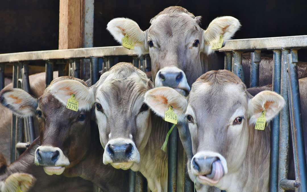 Imagen de archivo de unas vacas en una explotación ganadera