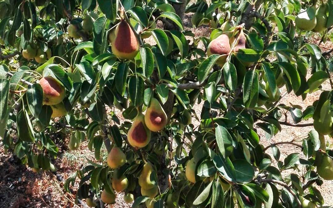 Peras quemadas en un campo de Chiprana, a comienzos de julio.