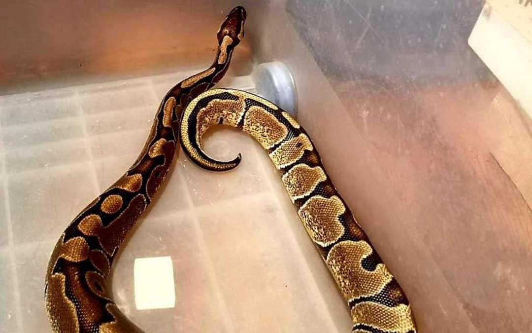 Una serpiente similar a la encontrada en Caspe el pasado sábado