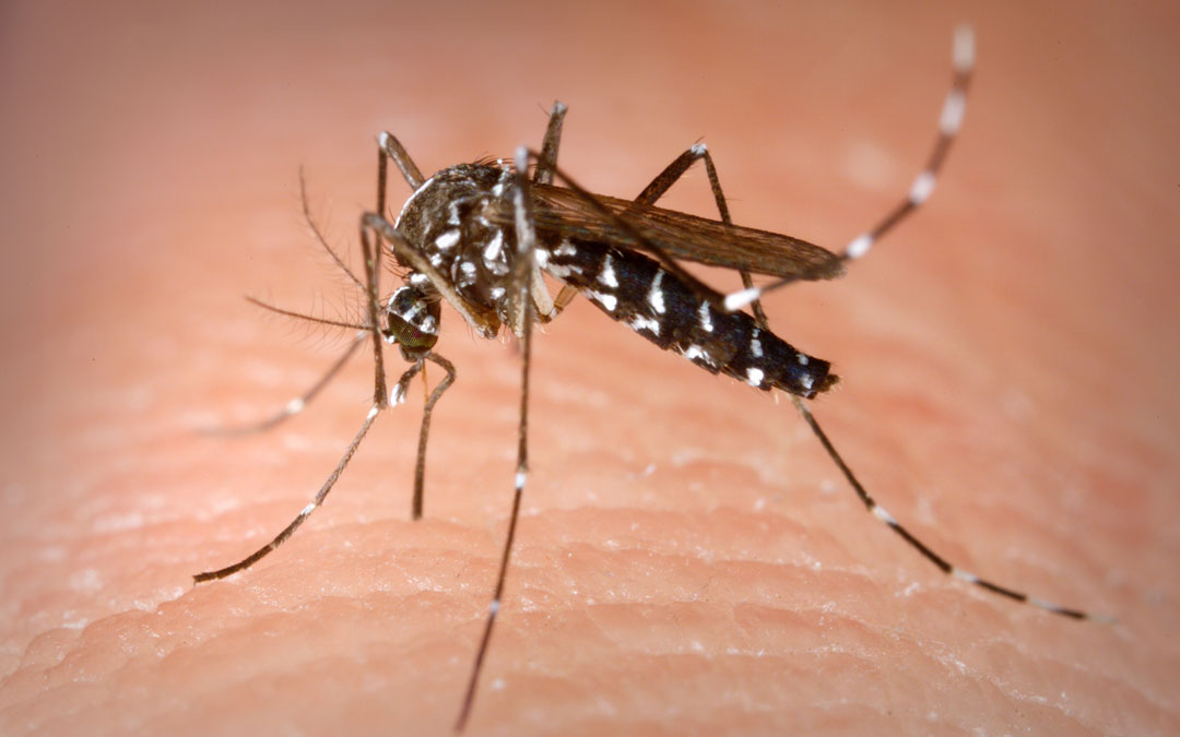El plan de vigilancia del mosquito tigre continúa este año con trampas en 24 municipios