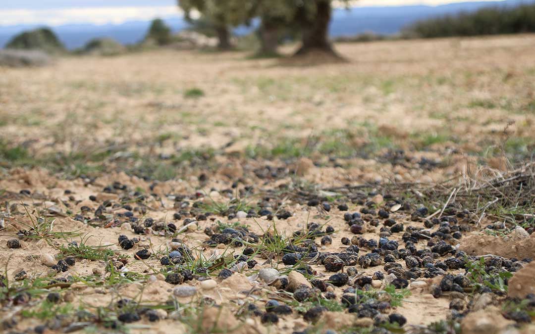 olivas caidas suelo sequia