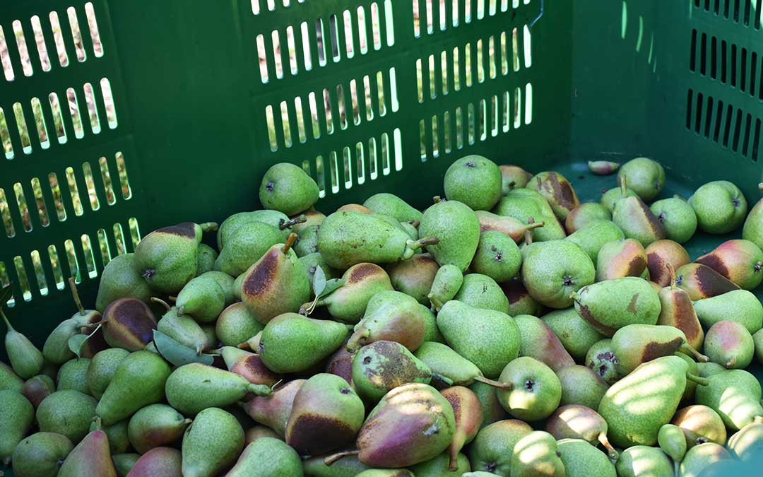 La ola de calor del pasado mes de junio provocó la quema de toneladas de fruta en la zona de Caspe.