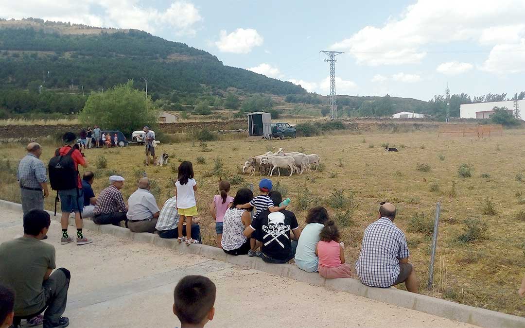 Vecinos y visitantes disfrutaron con la exhibición de perros pastores el domingo por la mañana. / La Iglesuela del Cid