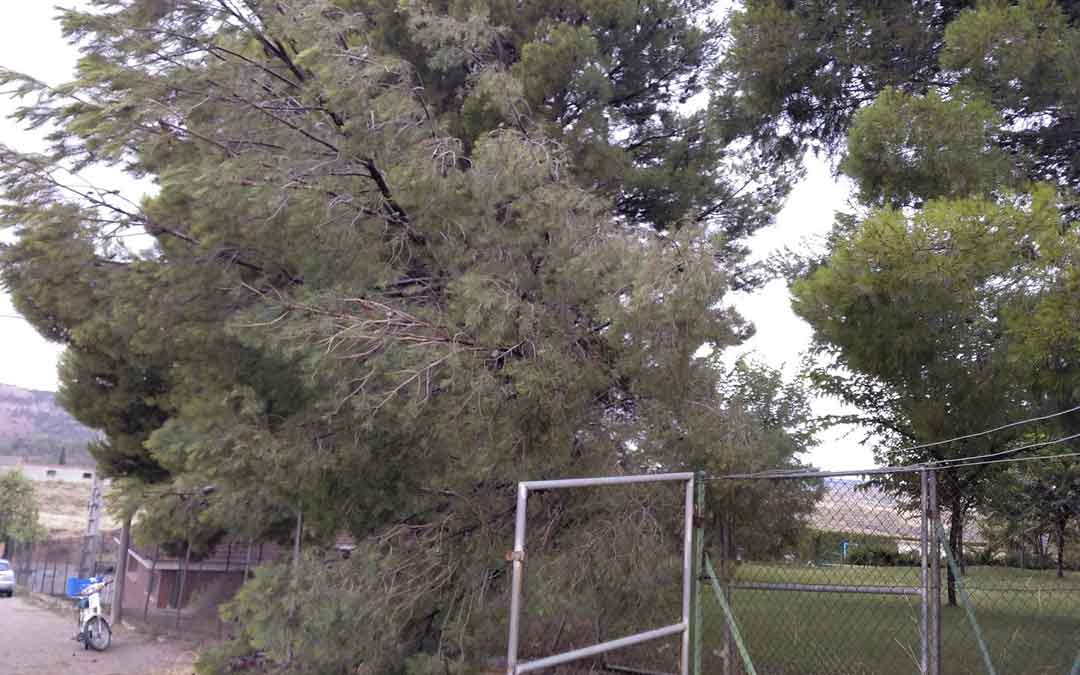 El pino que cayó derribado en las piscinas de Urrea. Valdecara / Toño Martín