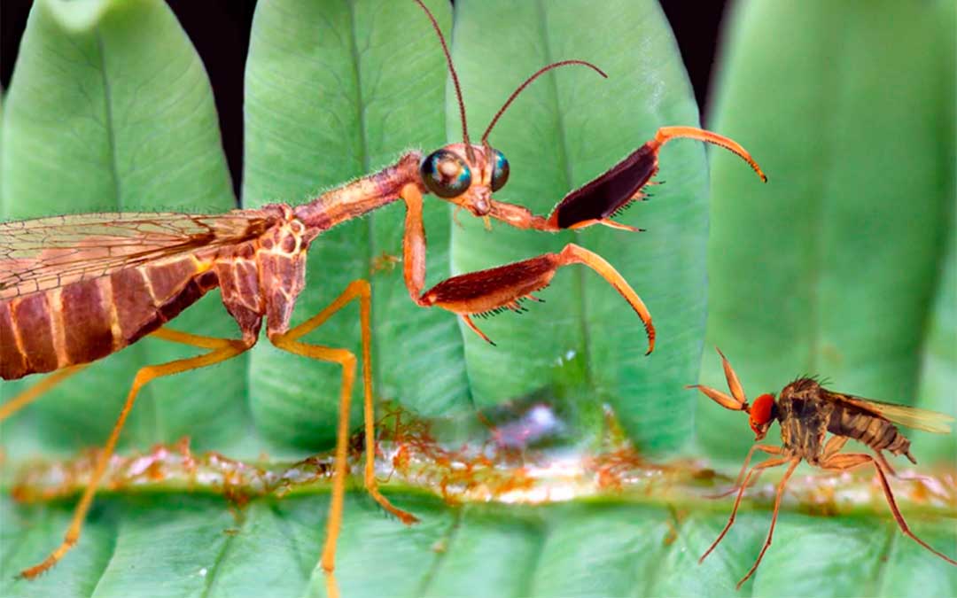 Reconstrucción de 'Aragomantispa lacerata' acechando a una hipotética presa en un helecho del bosque cretácico turolense./ Scientific Reports.