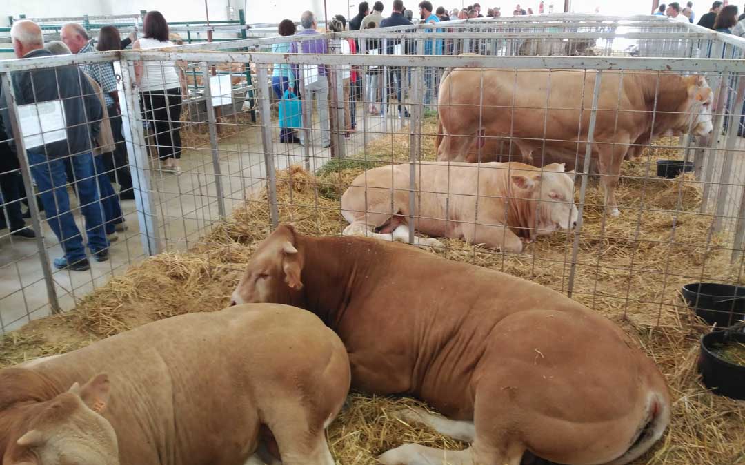 Pabellón del ganado vacuno en Cantavieja. / B. Severino