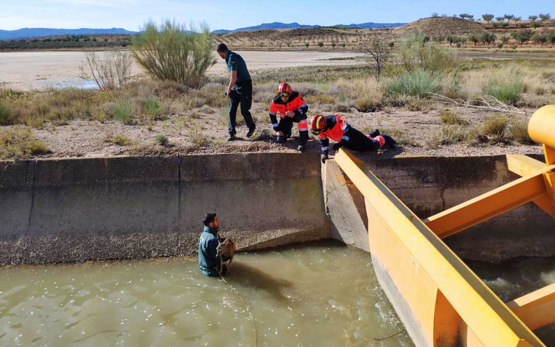 Guardia Civil y Bomberos de Alcañiz rescantando dos corzos en el canal de Calanda / AUGC
