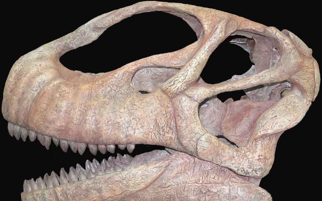 Reconstrucción del cráneo de Mierasaurus, un turiasaurio (“dinosaurio de Teruel”)