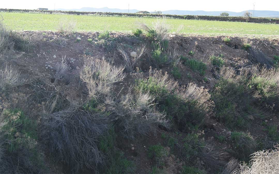 Afecciones en los campos de Albalate por la población de conejos./ Imagen de archivo