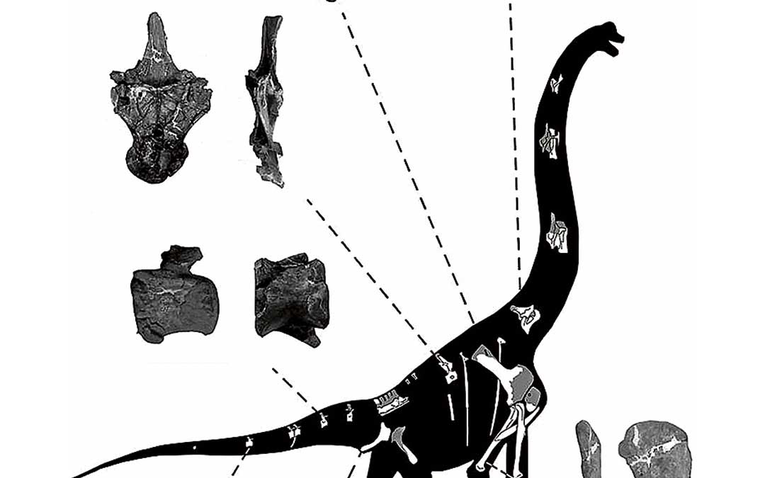 Reconstrucción de los huesos del Galvesaurus hallados en Galve.