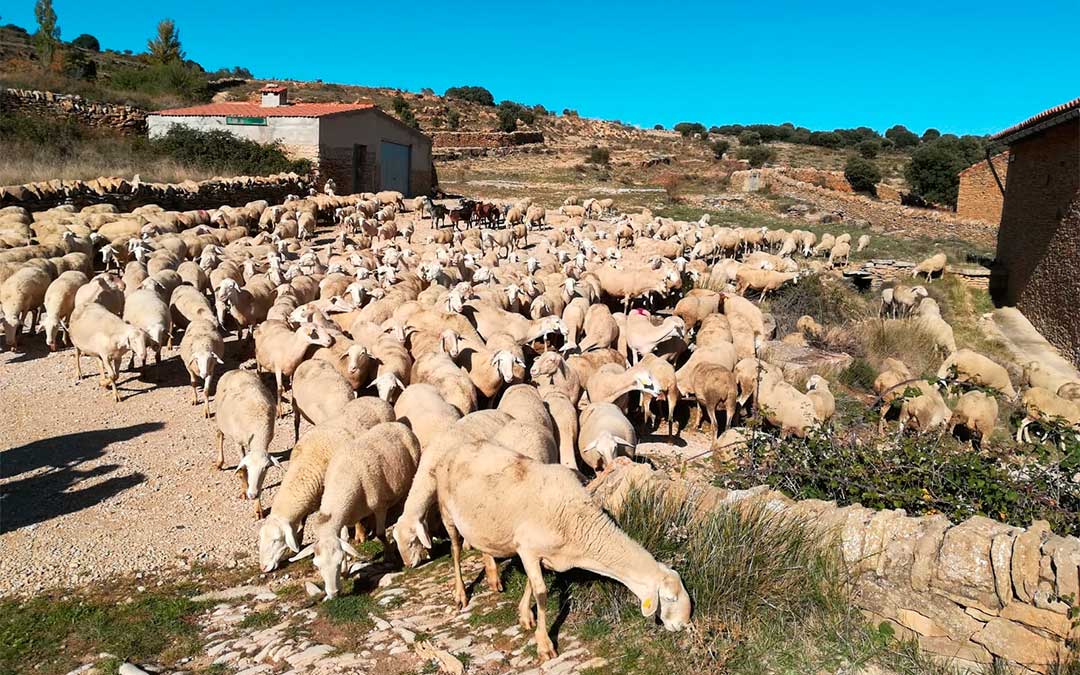 Más de 1.000 ovejas pasan por La Iglesuela del Cid para llegar a Castellón./ Ayuntamiento de La Iglesuela del Cid
