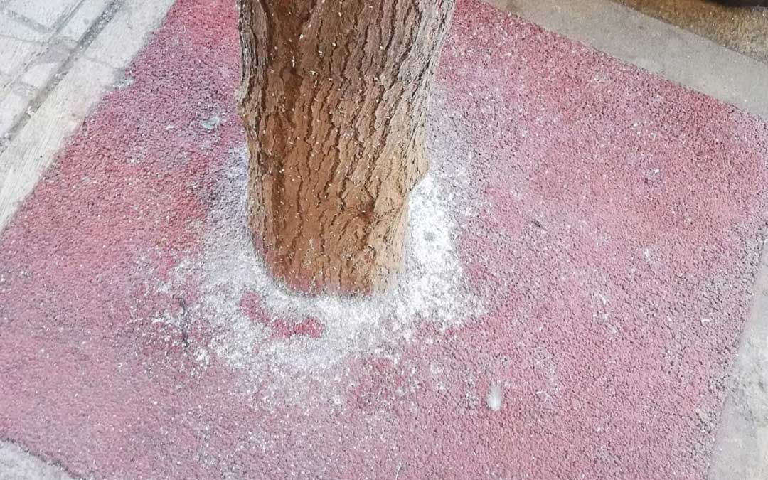 Un árbol con "cochinilla algodonosa" en la avenida Huesca de Alcañiz / La Comarca