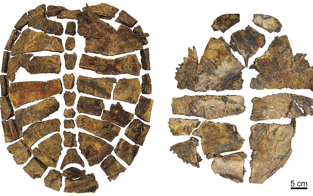 Restos fósiles del ejemplar de tortuga cretácica hallado en la mina de Ariño./ Dinópolis