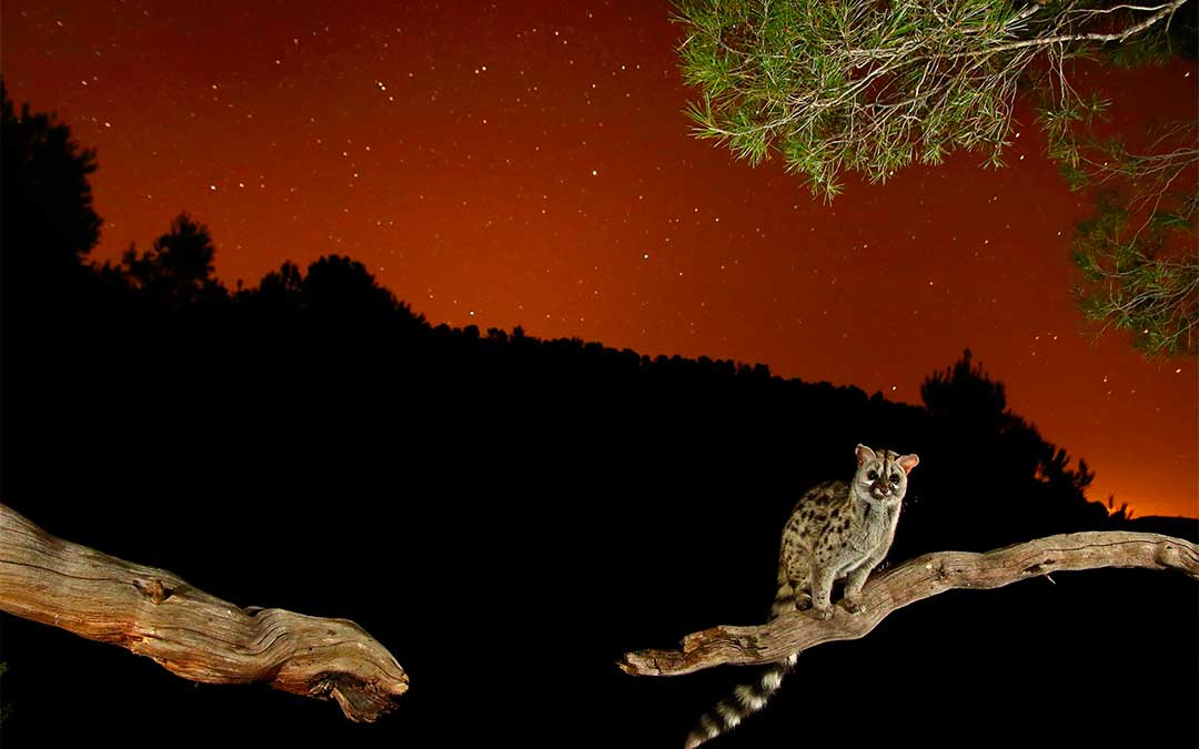 «La estrella del bosque» de Jonathan Díaz Marbá.