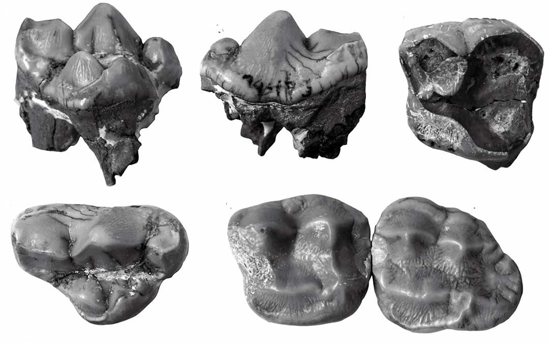 Exposición en Dinópolis de los dientes del oso panda de Las Casiones (Villalba Baja, Teruel). Fundación Dinópolis./ Fundación Dinópolis