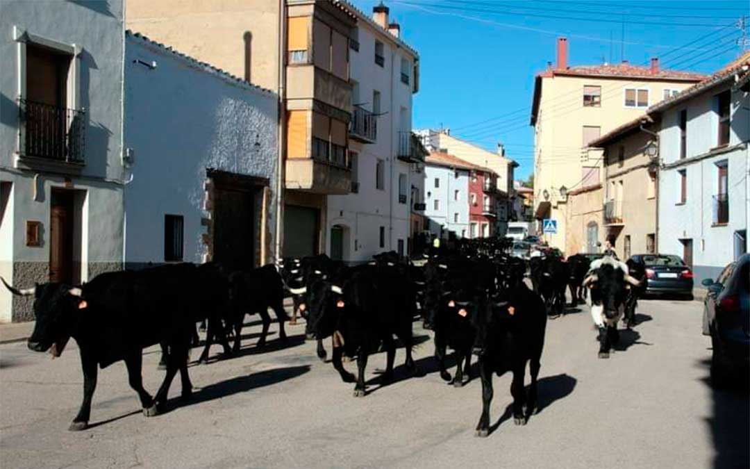 El ganado trashumante recorre la cañada real de paso de ovejas y vacas en La Iglesuela del Cid.